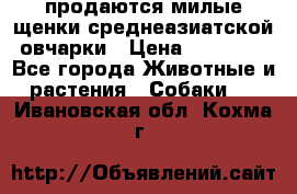 продаются милые щенки среднеазиатской овчарки › Цена ­ 30 000 - Все города Животные и растения » Собаки   . Ивановская обл.,Кохма г.